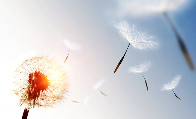 dandelion blowing seeds in the sky