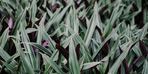 Grass, Green, Flower, Plant, Leaf, Grass family, Water, Groundcover, Flowering plant, tasmanian flax-lily, 