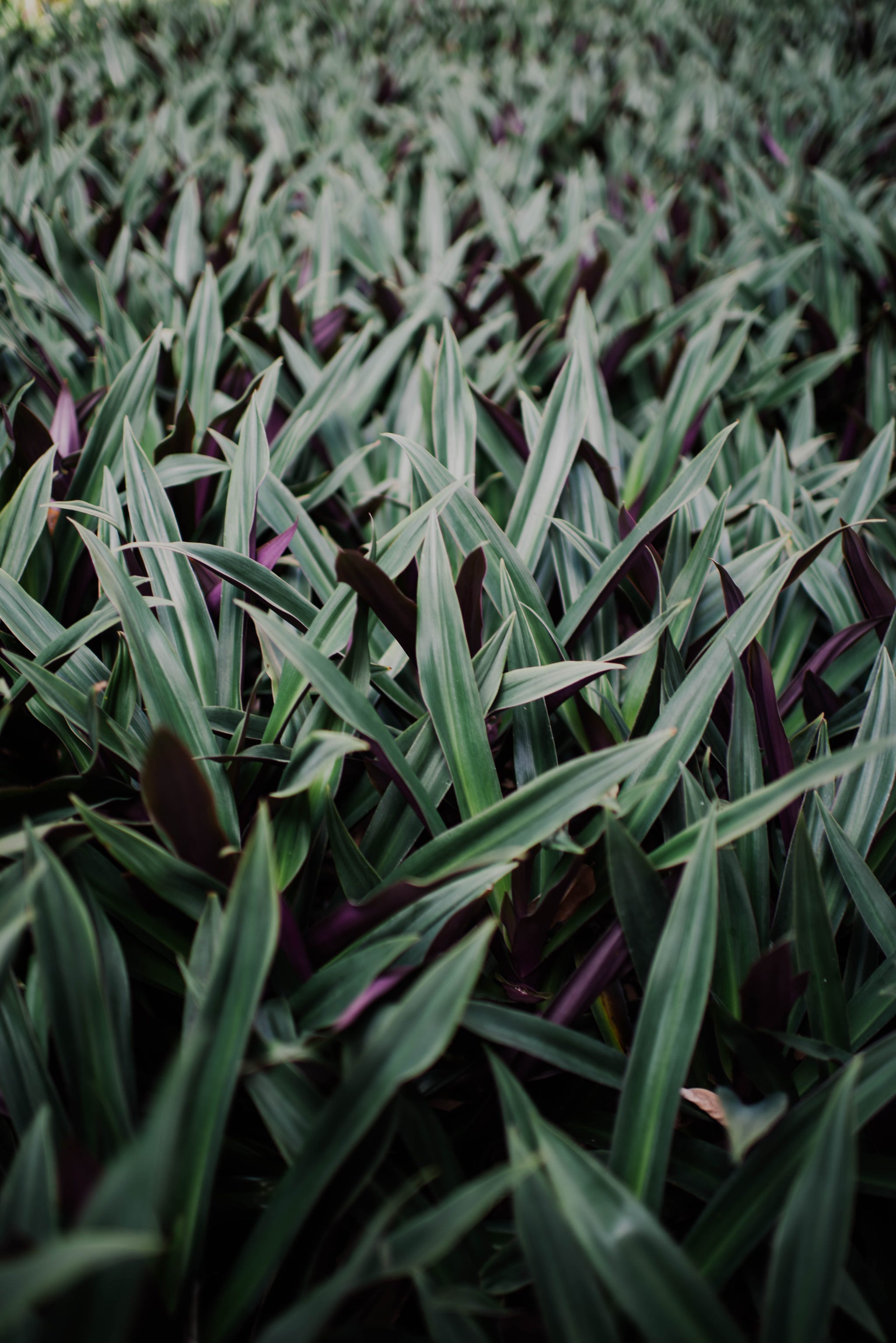 Grass, Green, Flower, Plant, Leaf, Grass family, Water, Groundcover, Flowering plant, tasmanian flax-lily, 