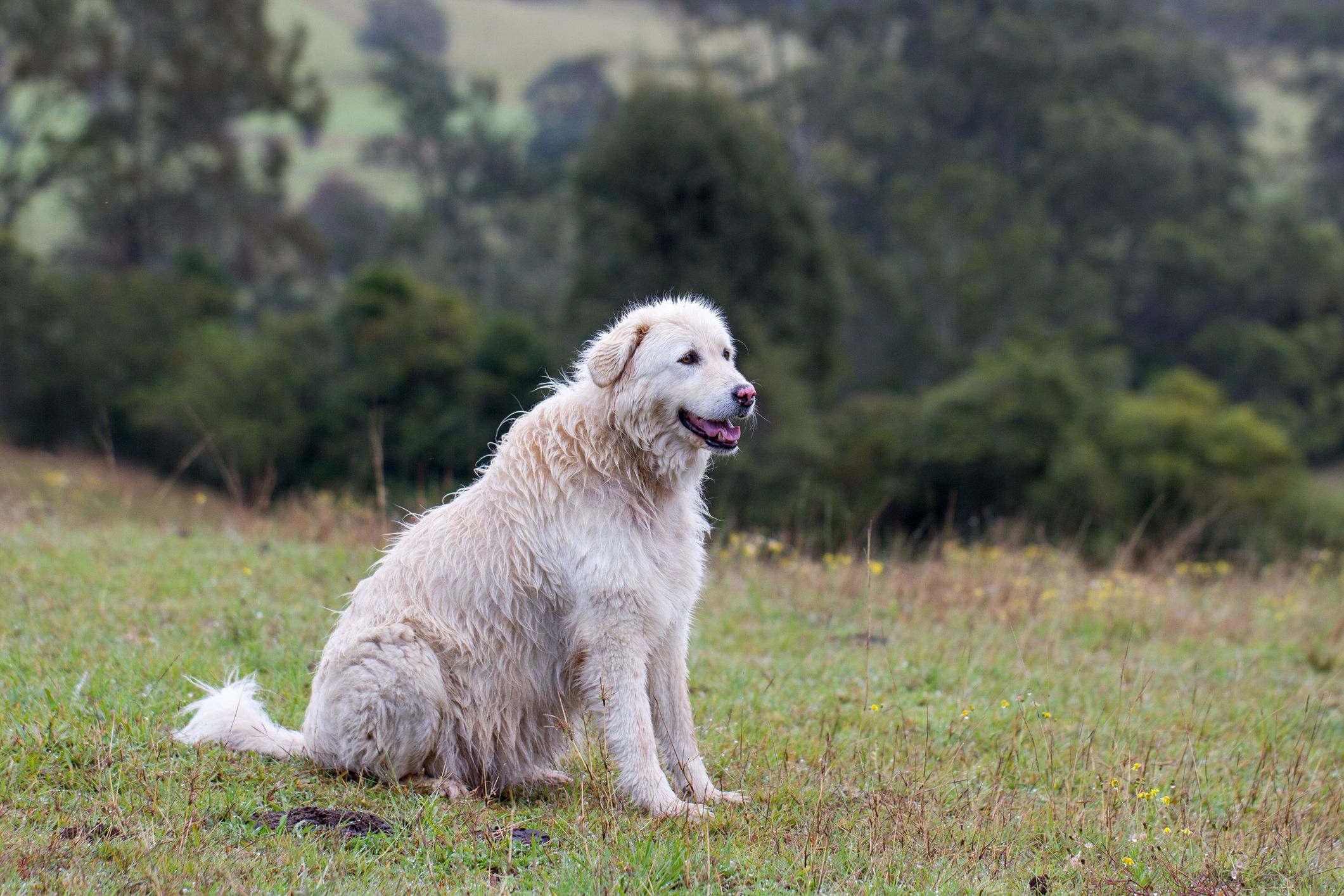 Italian long haired dog sale