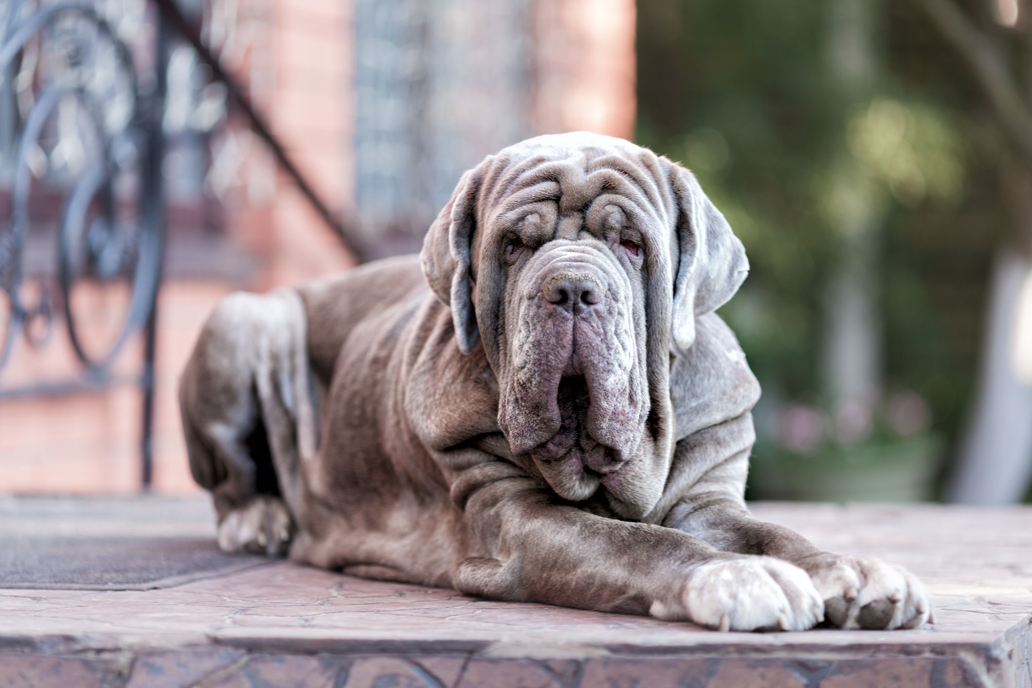 Sebastian mastiff store