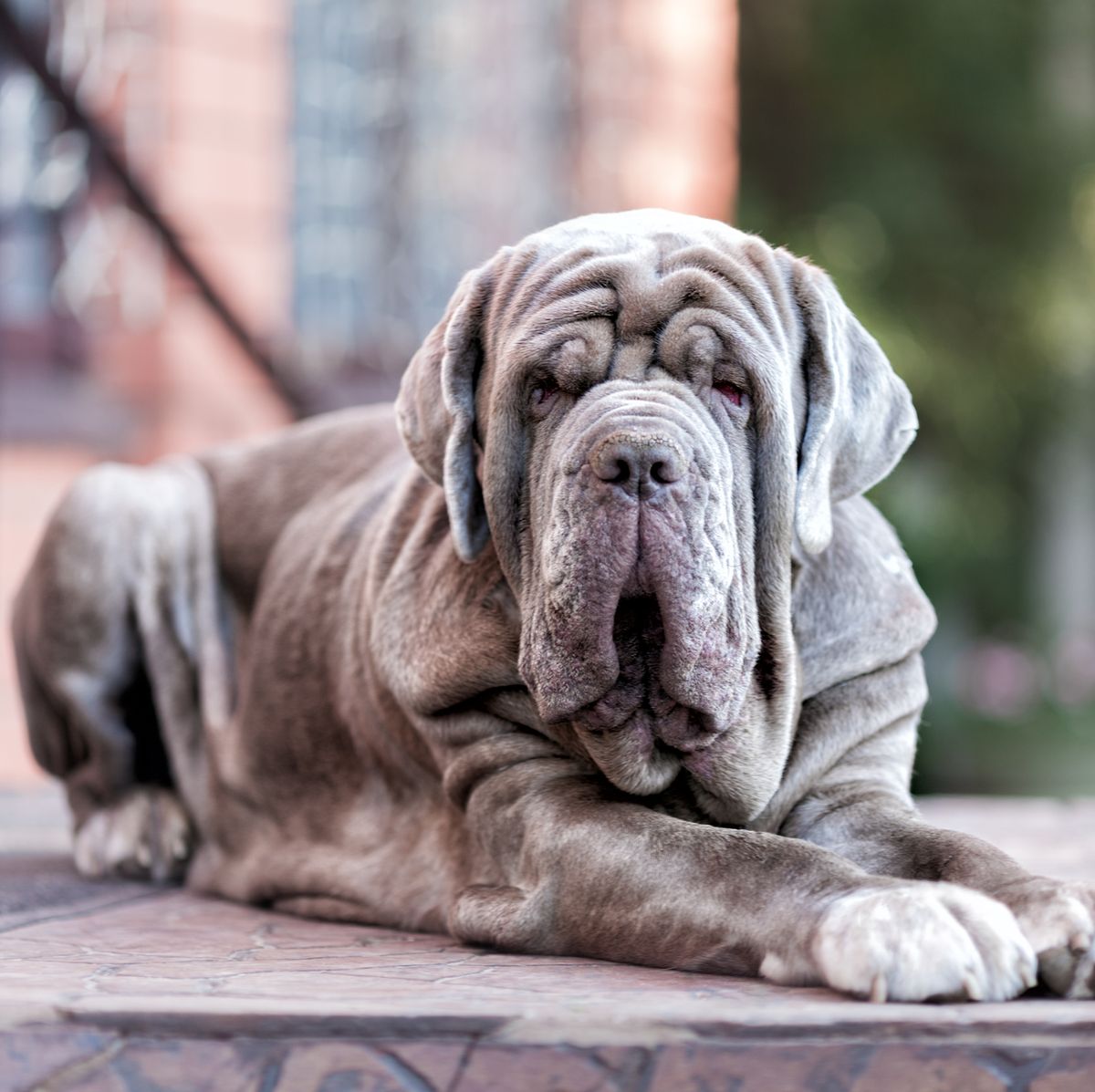 13 Italian Dog Breeds: Bolognese, Saint Bernard, and More