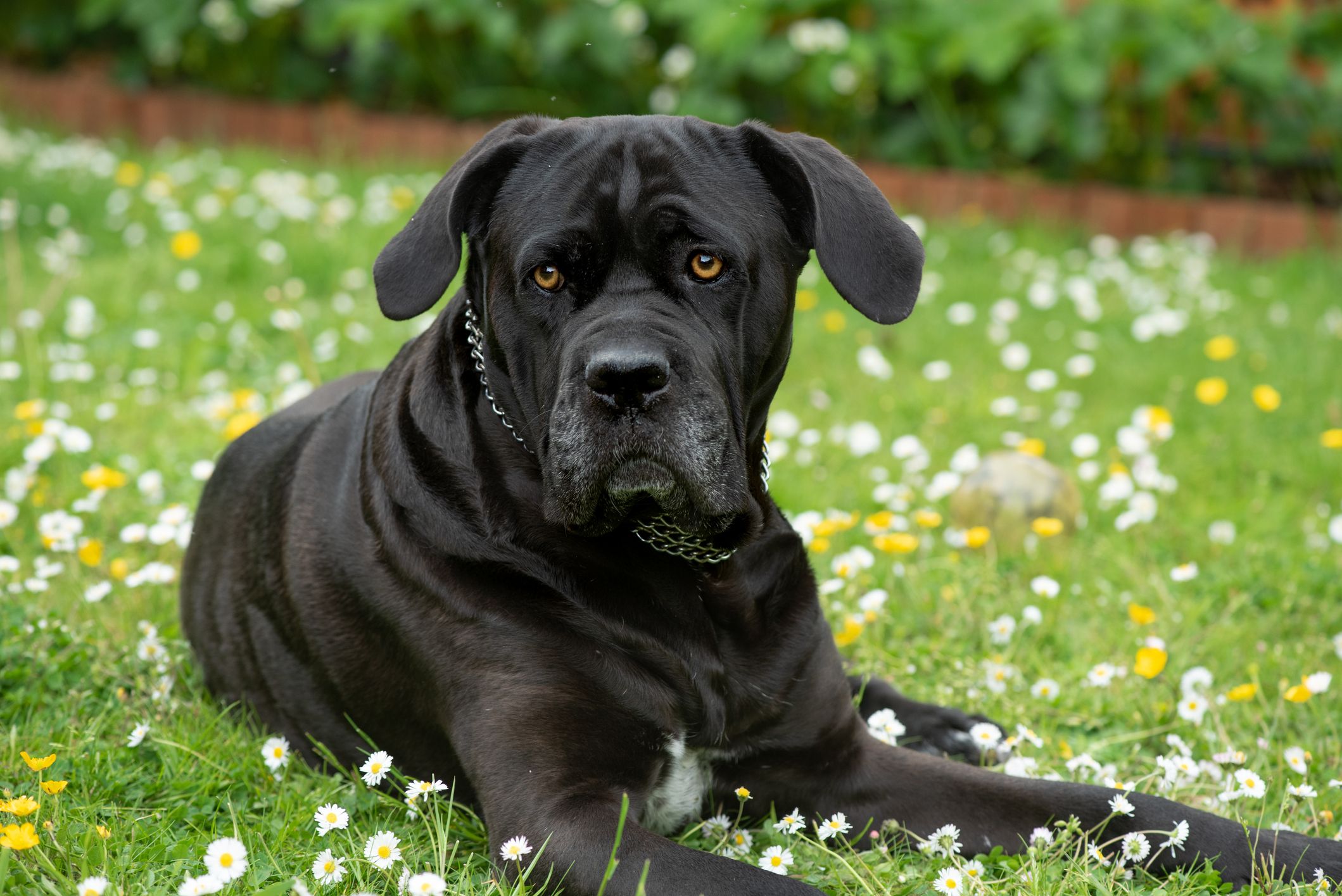 Largest cane hot sale corso