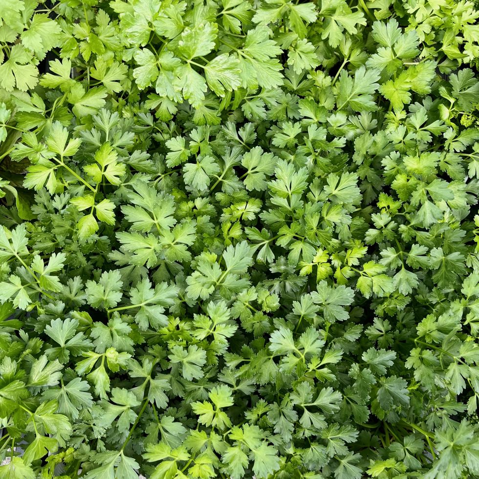 italian parsley