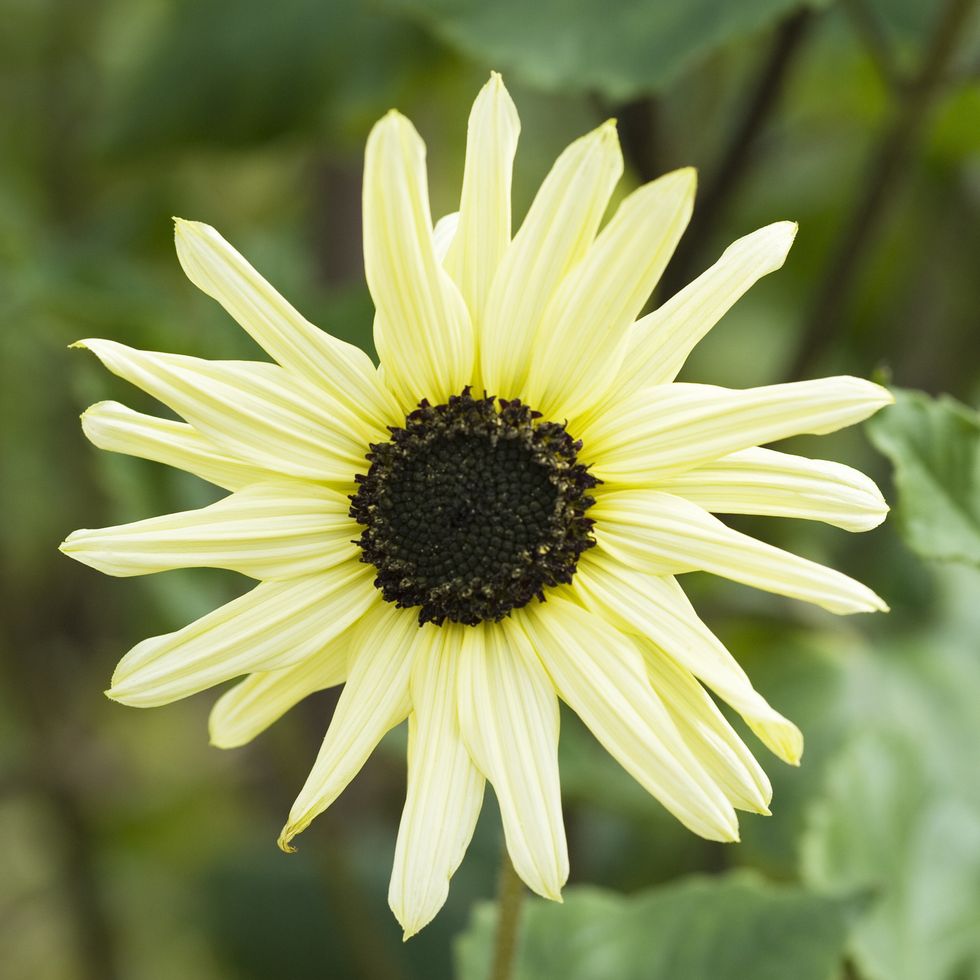 italian white sunflower types