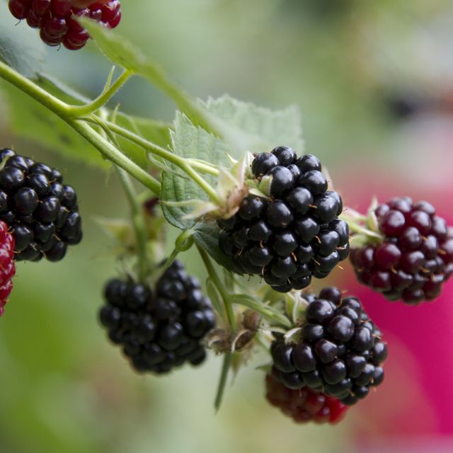 italy, primiero, tonadico, blackberries