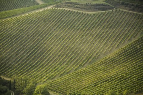 Italy, Tuscany, Chianti, Radda, vineyards of Sangiovese grapes