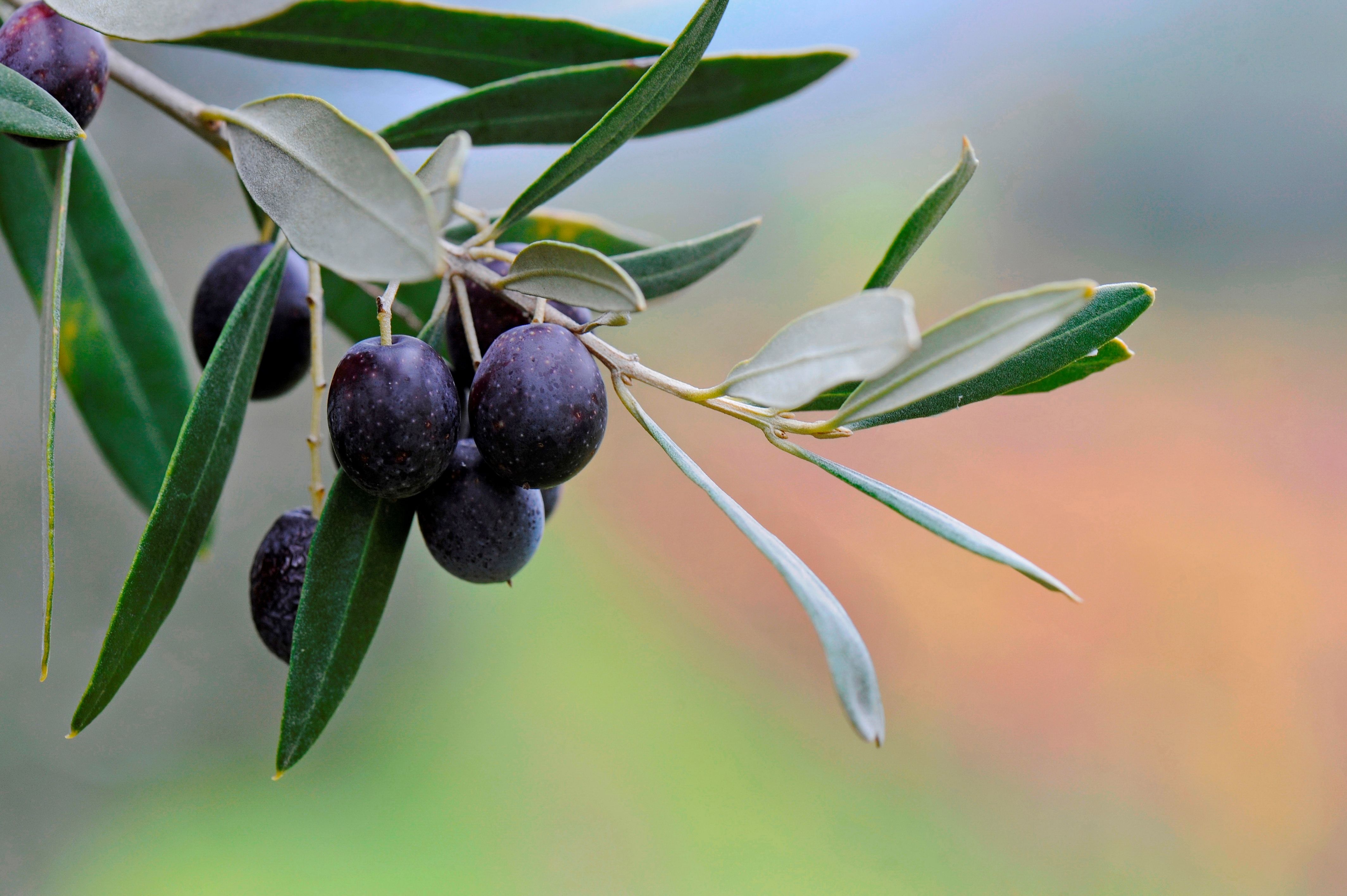 Is Olive Leaf Tea Safe to Drink 