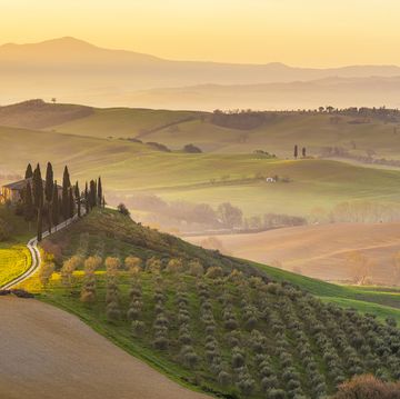 Italy, Tuscany, San Quirico D'Orcia, Podere Belvedere, Green hills, olive gardens and small vineyard under rays of morning sun