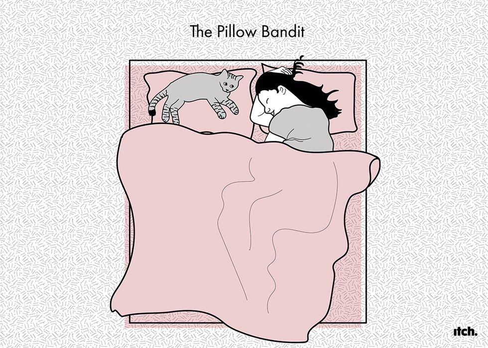 Cat illustration new study of pet sleeping positions