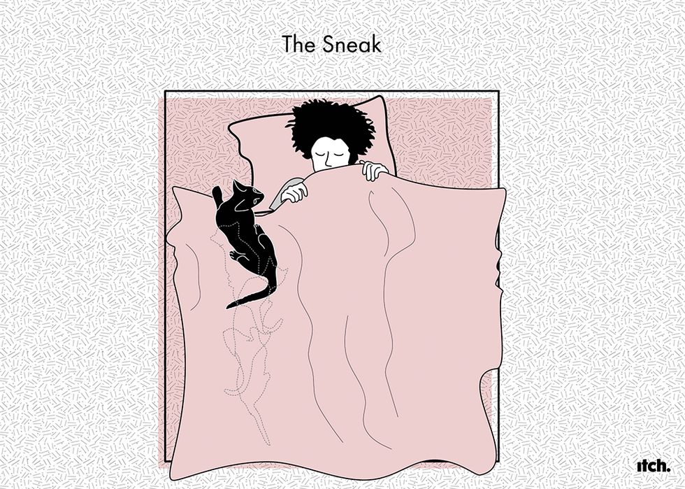 Cat illustration new study of pet sleeping positions