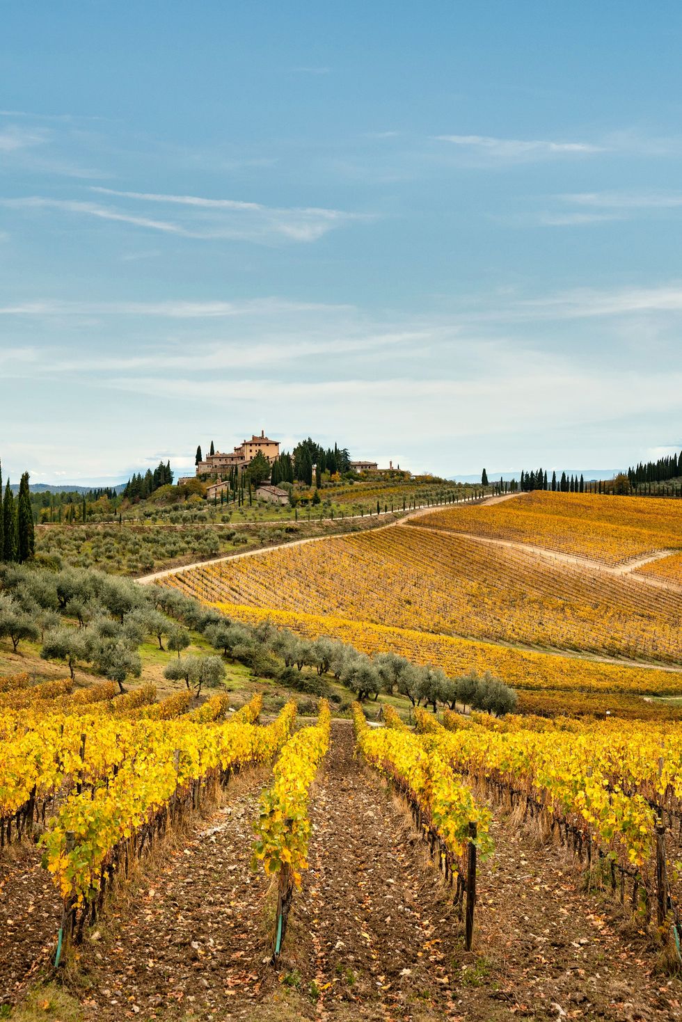 chianti region, vineyards in autumn, tuscany, italy