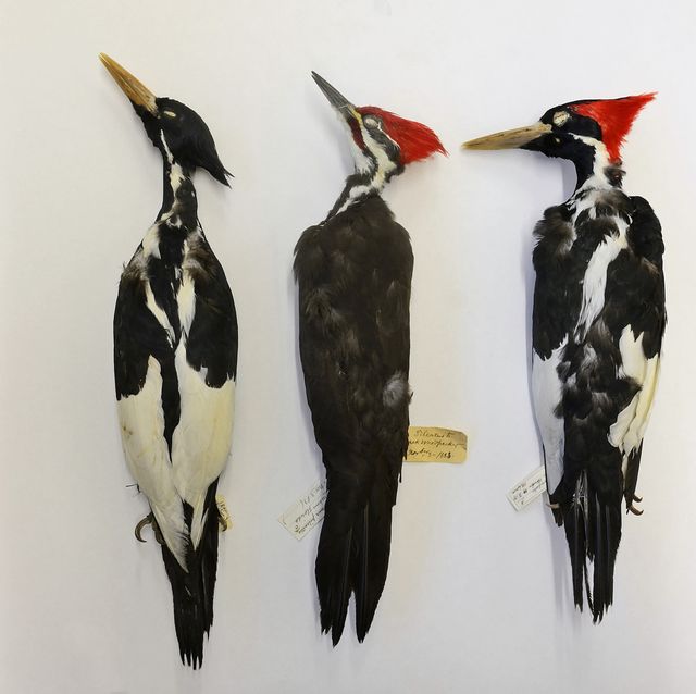 IvoryBilled Woodpecker Ruled Extinct Could Be the First of a Million