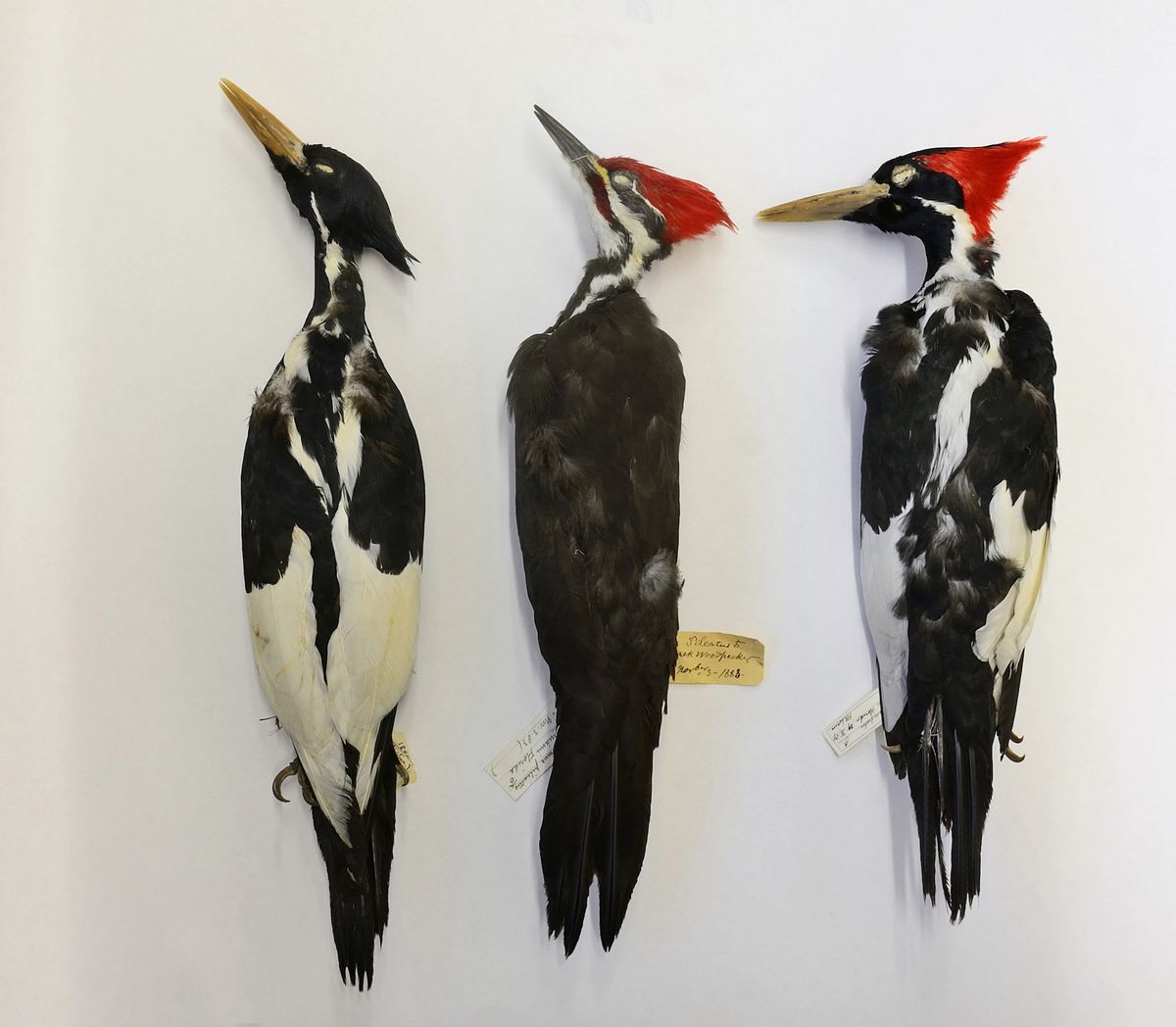 ivory billed woodpecker male extincy on right and female on left with pileated woodpecker male in middle closest confusion species british museum tring
