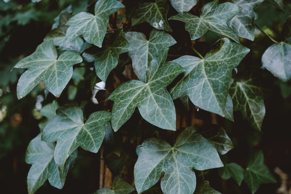 ivy covers tree trunk