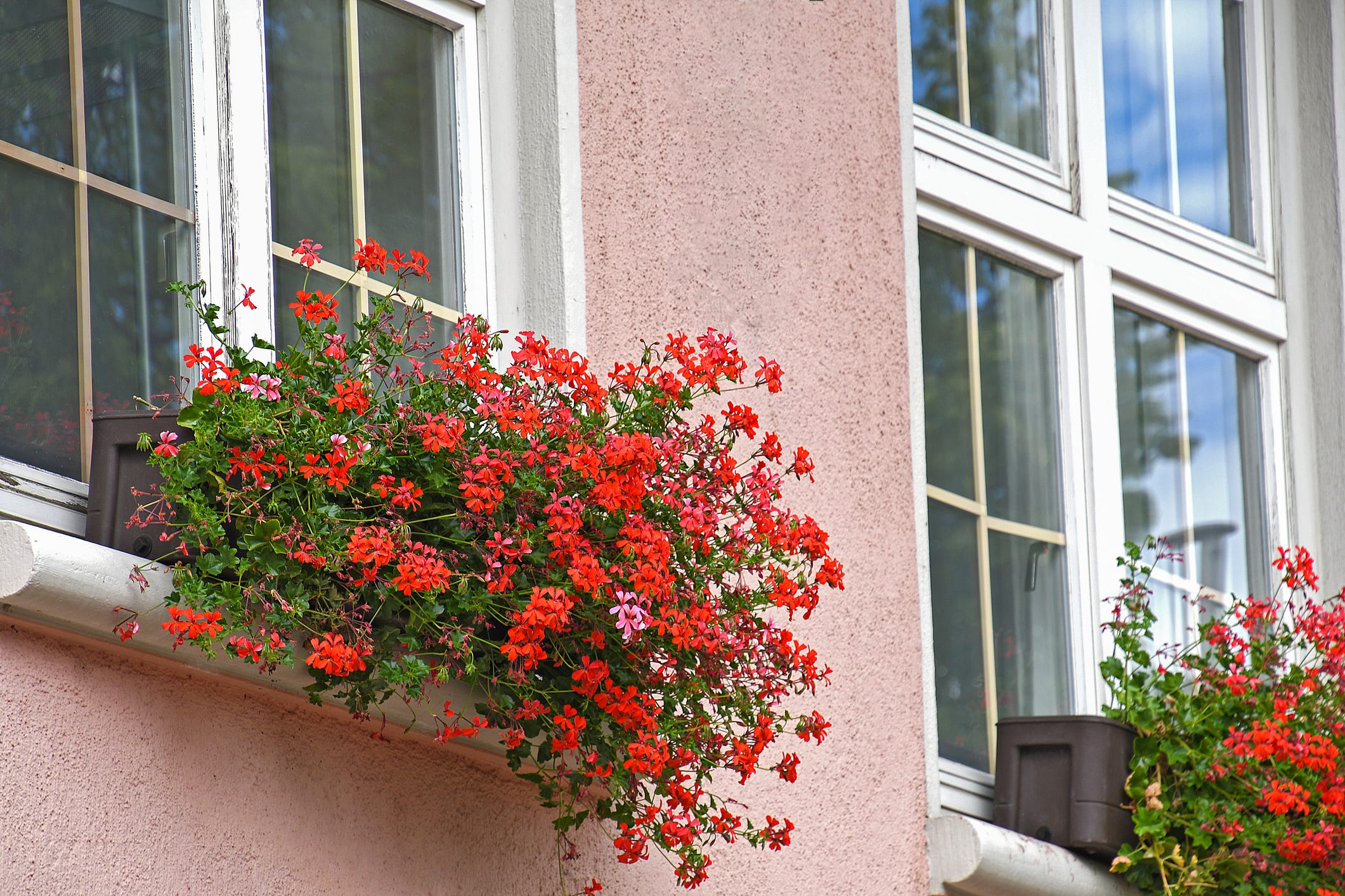 good hanging plants for fall
