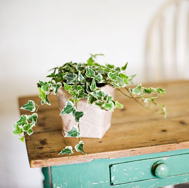 Ivy growing out of plant pot on wooden table