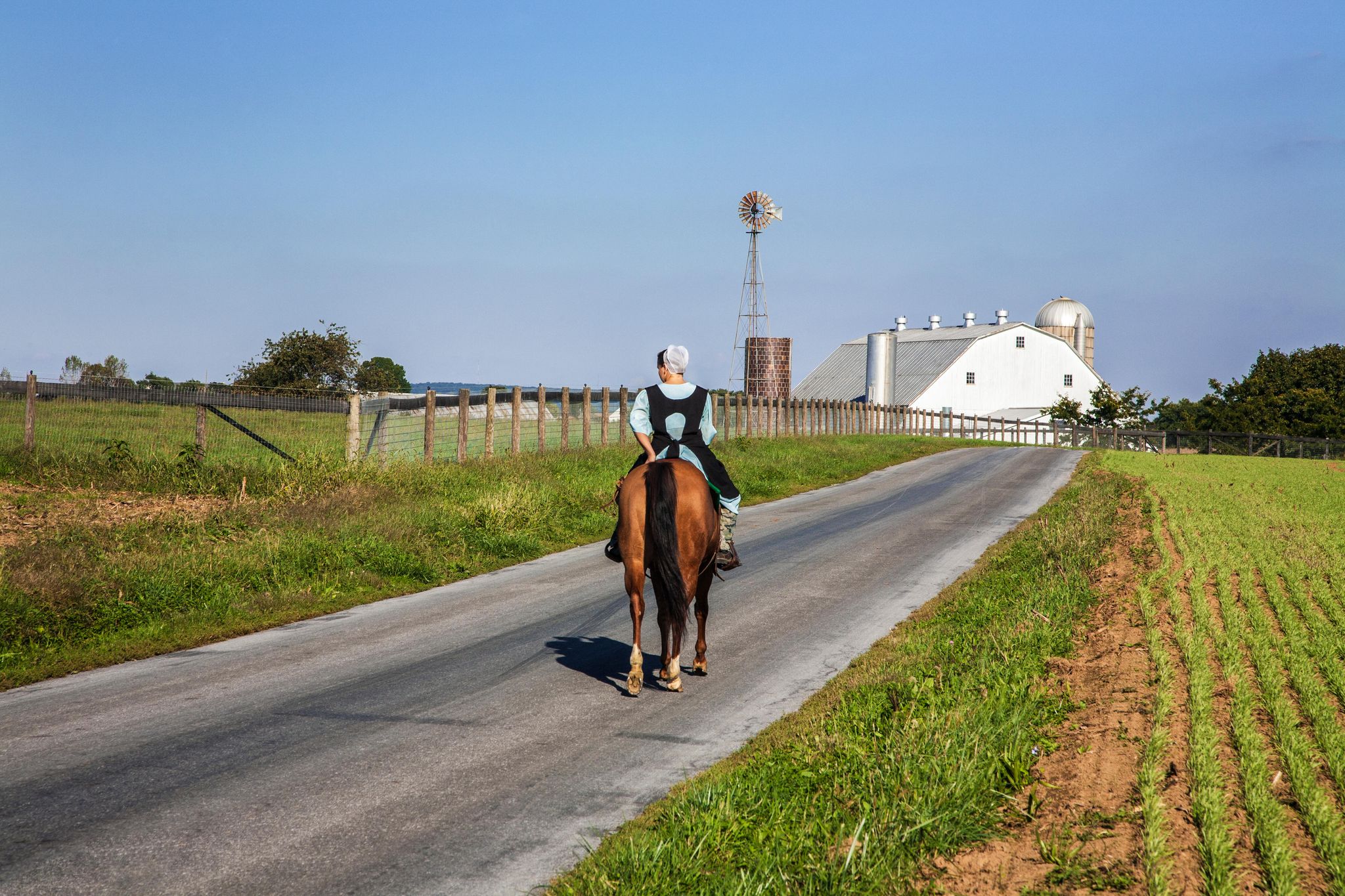 Horse, Bridle, Endurance riding, Trail riding, Road, Rein, Recreation, Mare, Infrastructure, Rural area, 