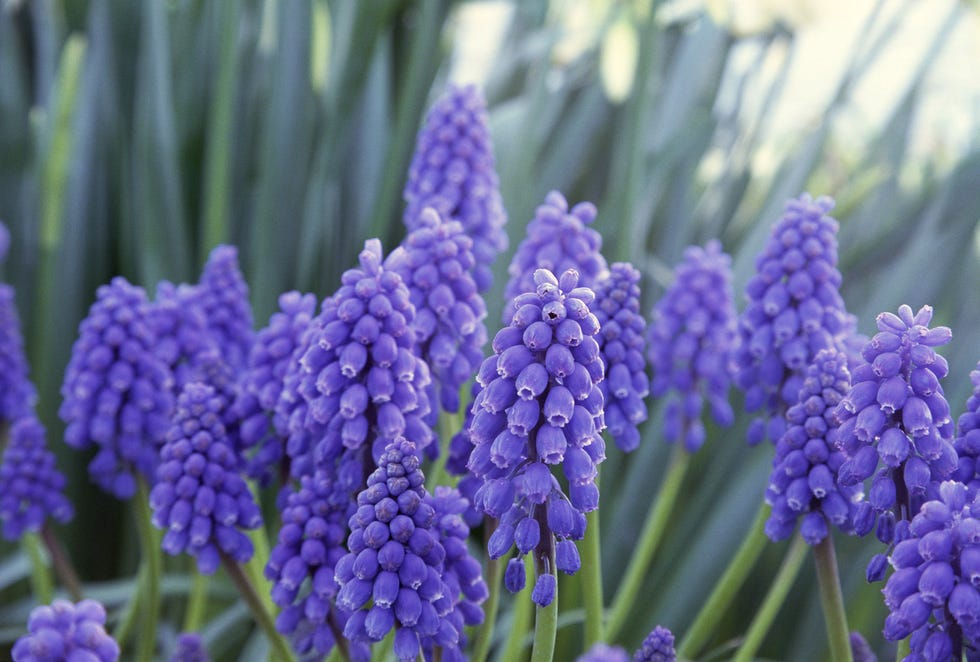 jacintos de uva muscari