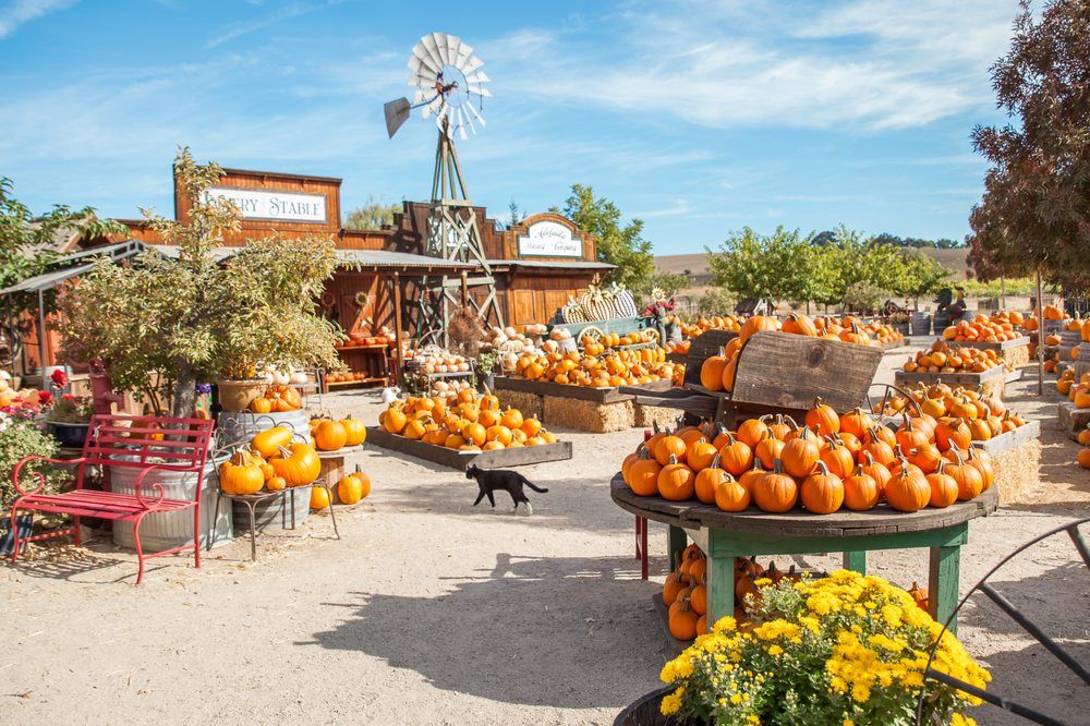 The Best Pumpkin Patches In The U.S. - Top Pumpkin Patches In Every ...