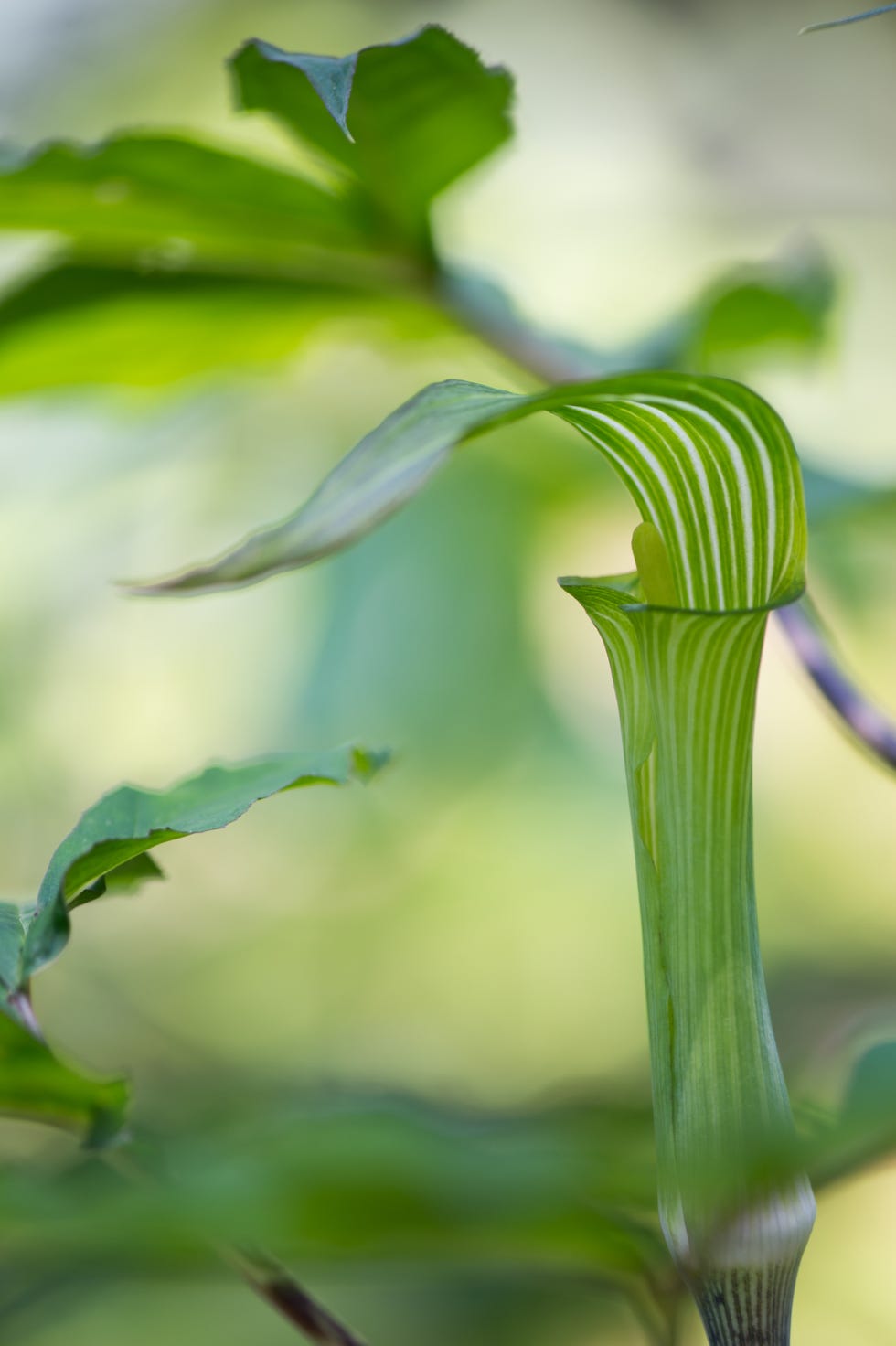 best shade perennials jack in the pulpit