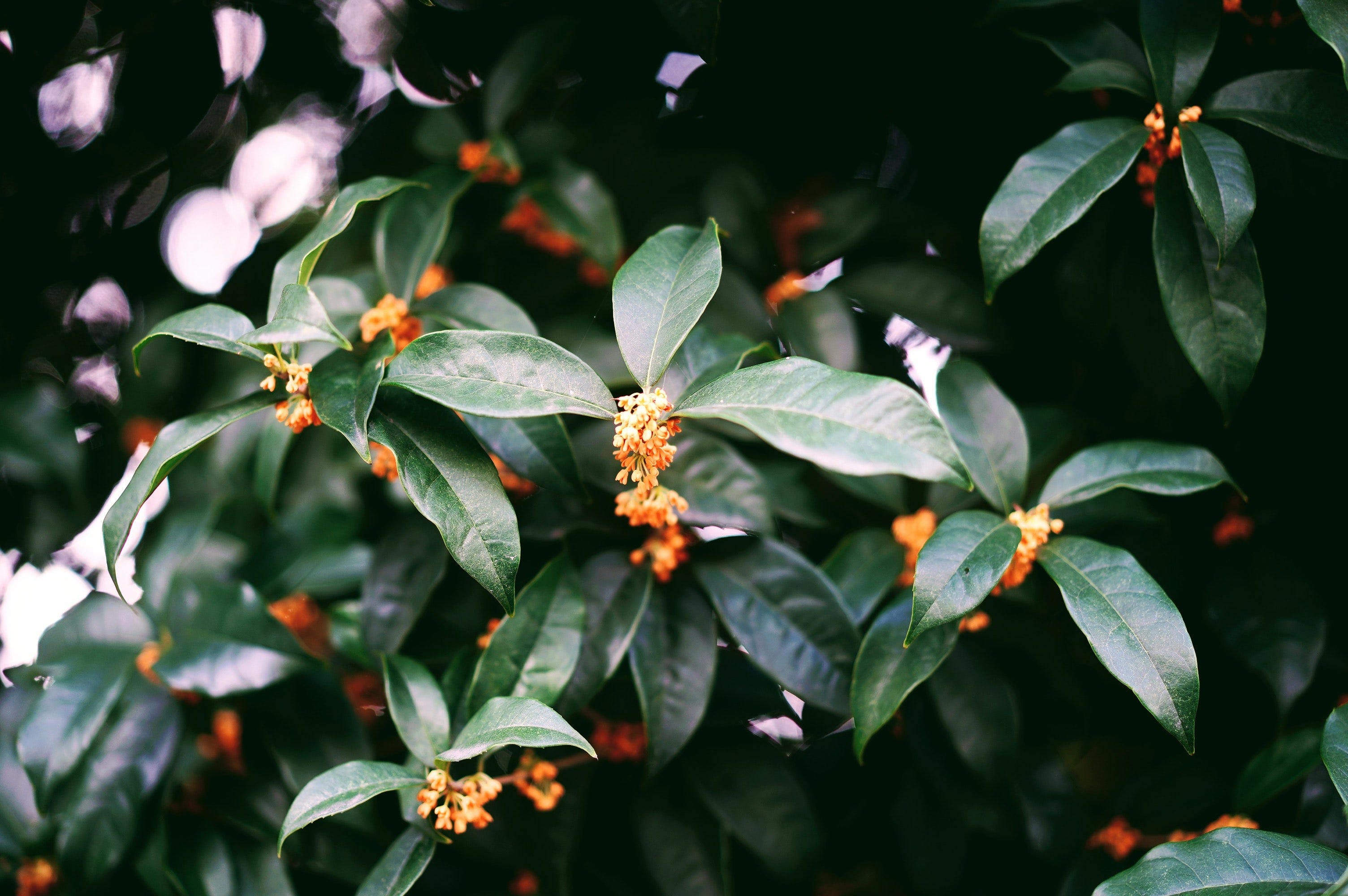 MILLEFIORI MILANO Fragranza OSMANTHUS DEW