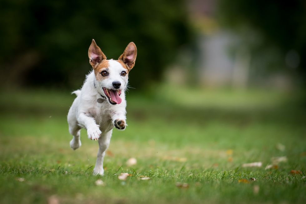Best breed of dogs for runners
