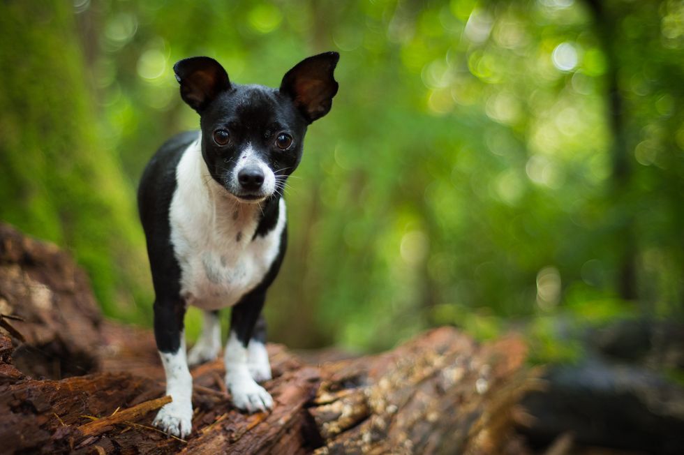 Jack Russell chihuahua standing on a tree stump
