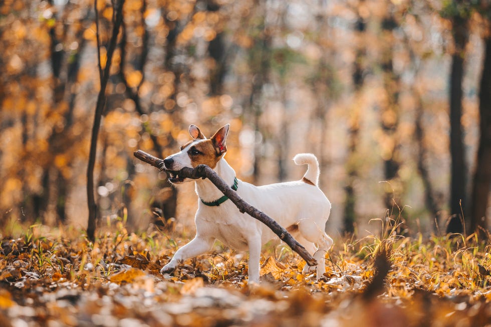 jack russell parson terrier running toward the camera