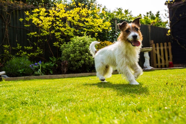 five top tips for a pristine lawn