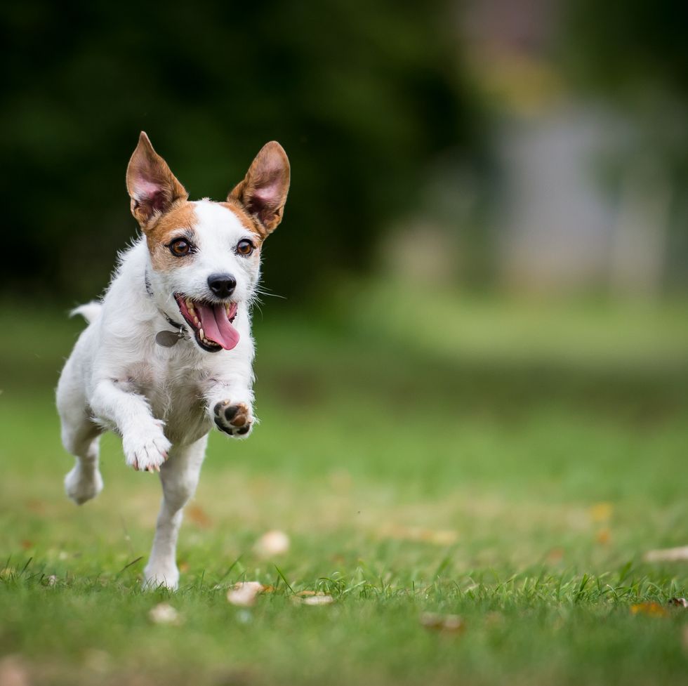 a jack russell running in a park