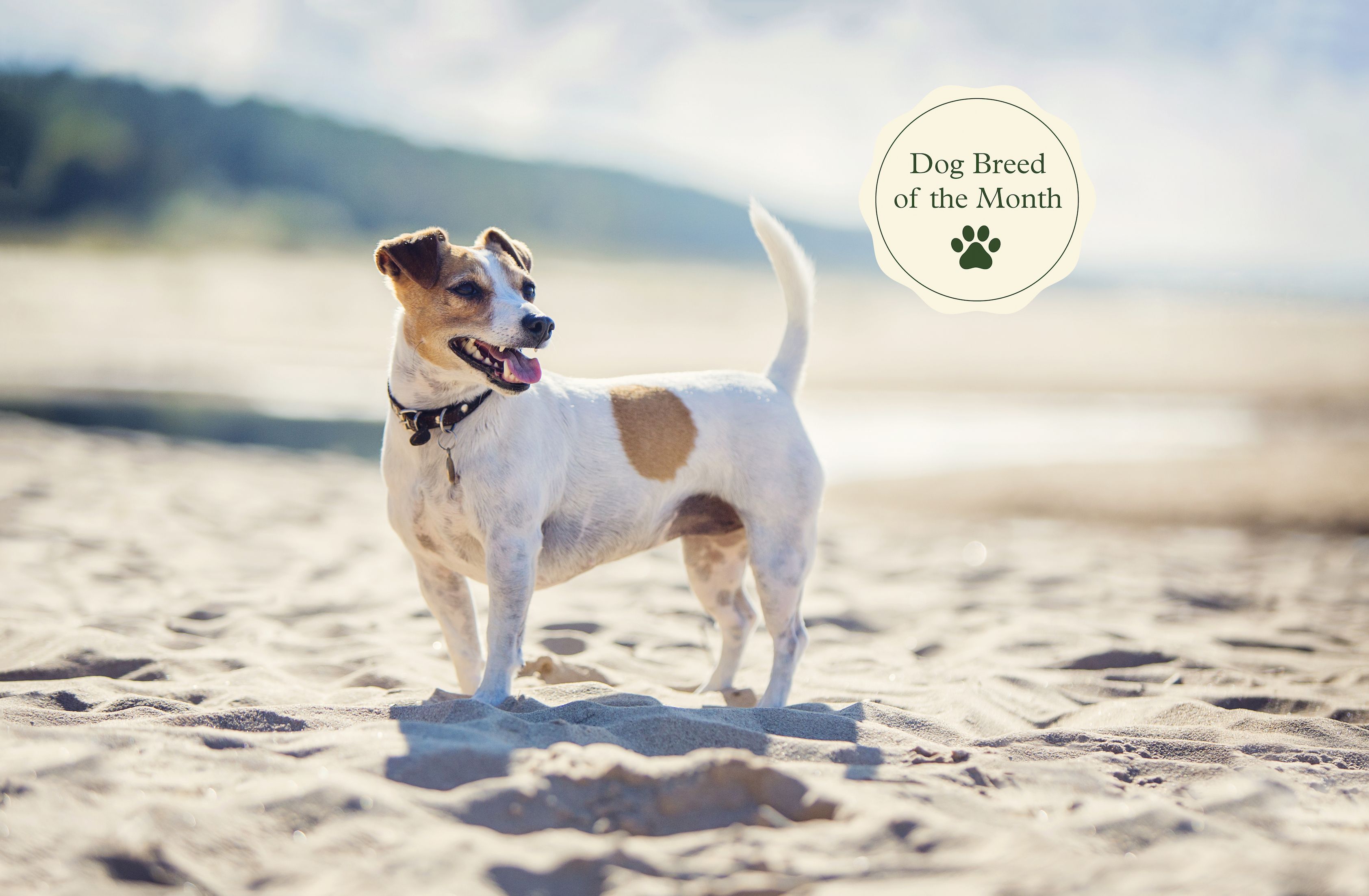 plakband De Kamer Krachtig Jack Russell Terriers: Temperament, Lifespan, Character