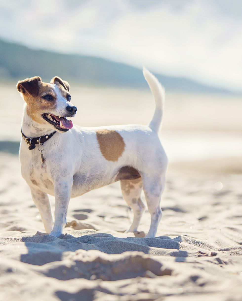 jack russel terrier on a beach
