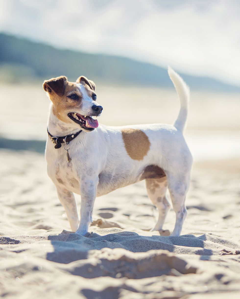 jack russel terrier on a beach