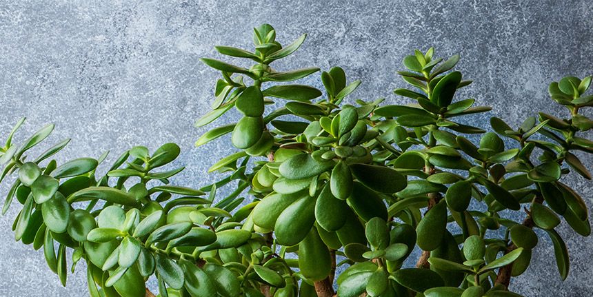 Jade Tips - Pruning and Watering Jade Plant