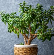 el árbol de jade es una planta suculenta muy fácil de cuidar