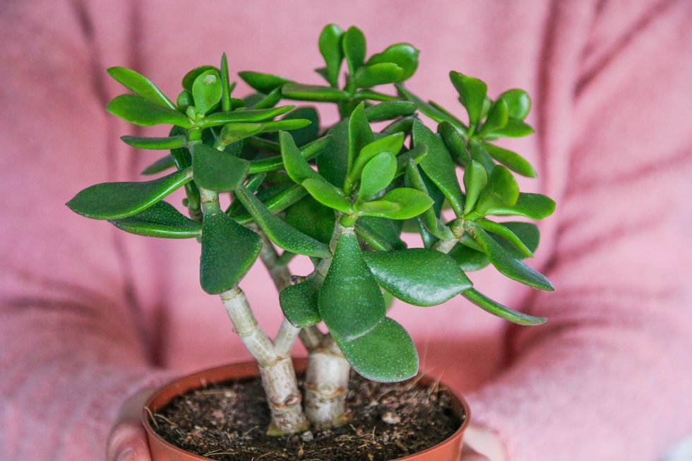 crassula plant