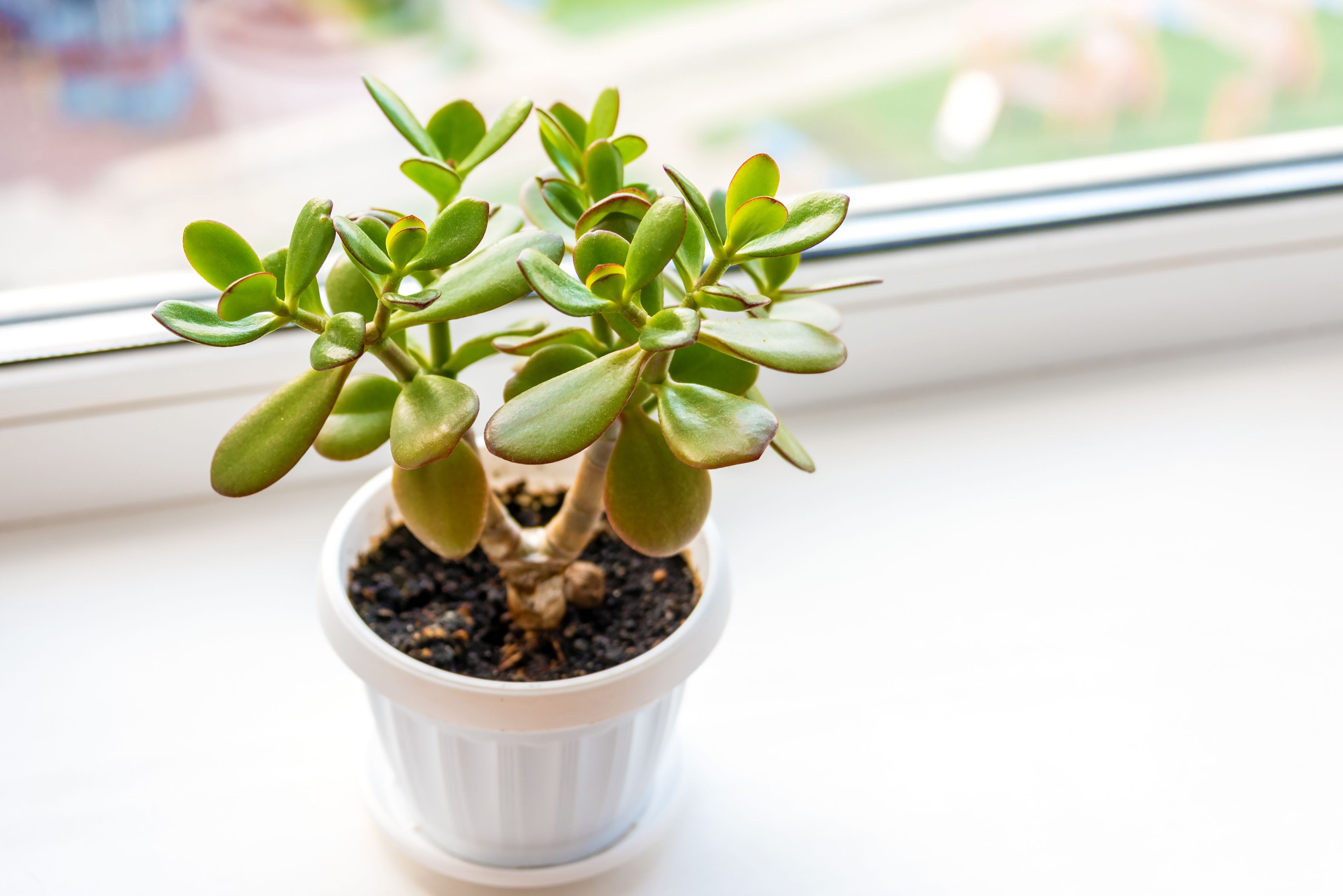 Lighten your load when planting big pots