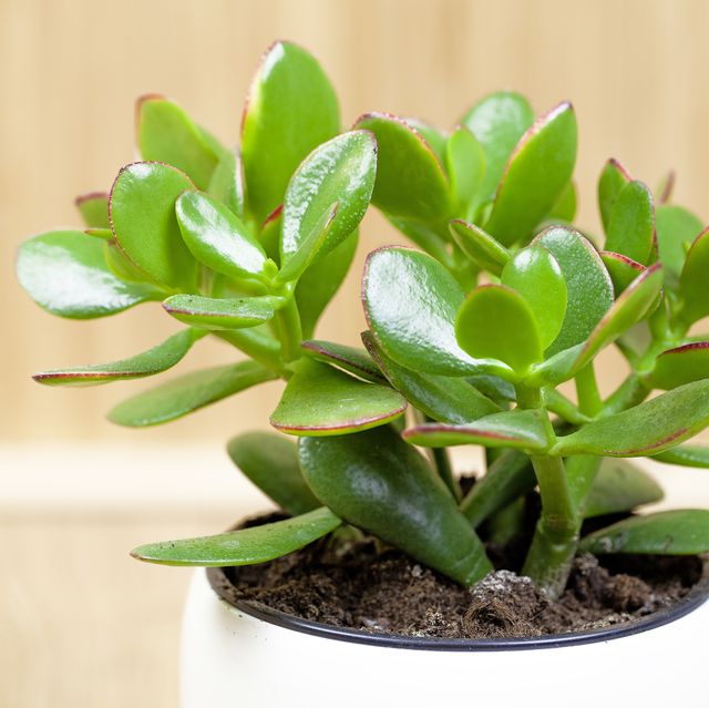 20 beautiful nontoxic houseplants safe for cats jade plant, lucky plant, money plant or money tree