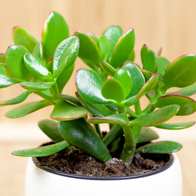 jade plant care