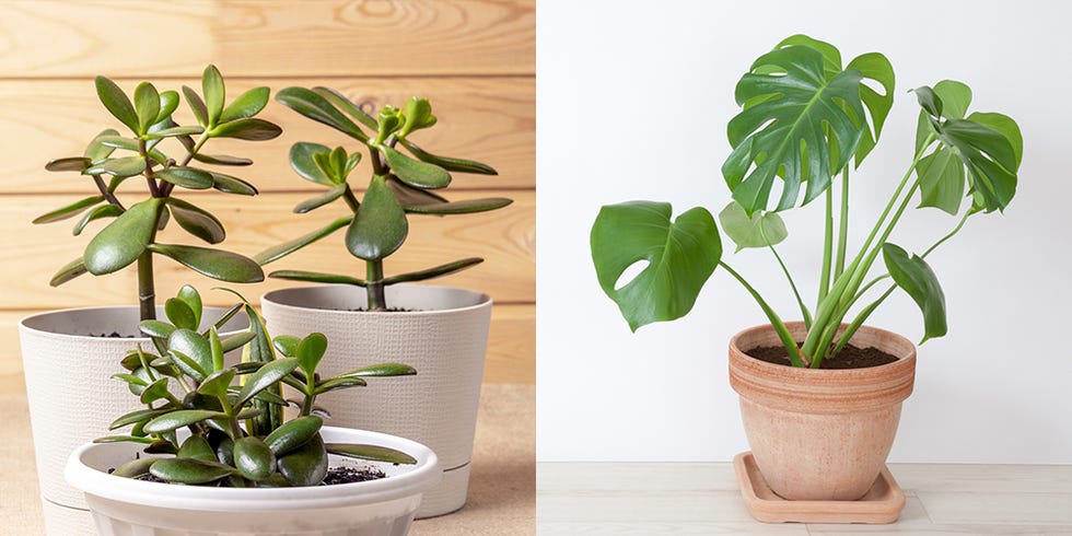 jade plant and philodendron