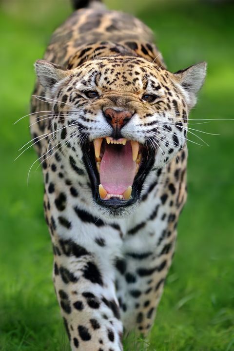 jaguar with its mouth open against a grassy background