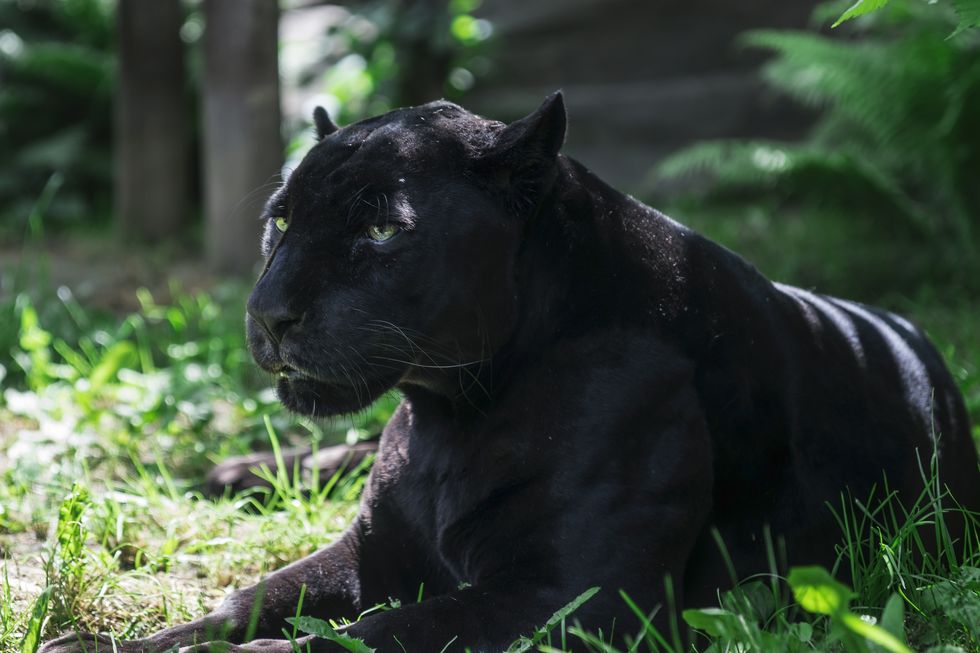 jaguar negro en la hierba ellees