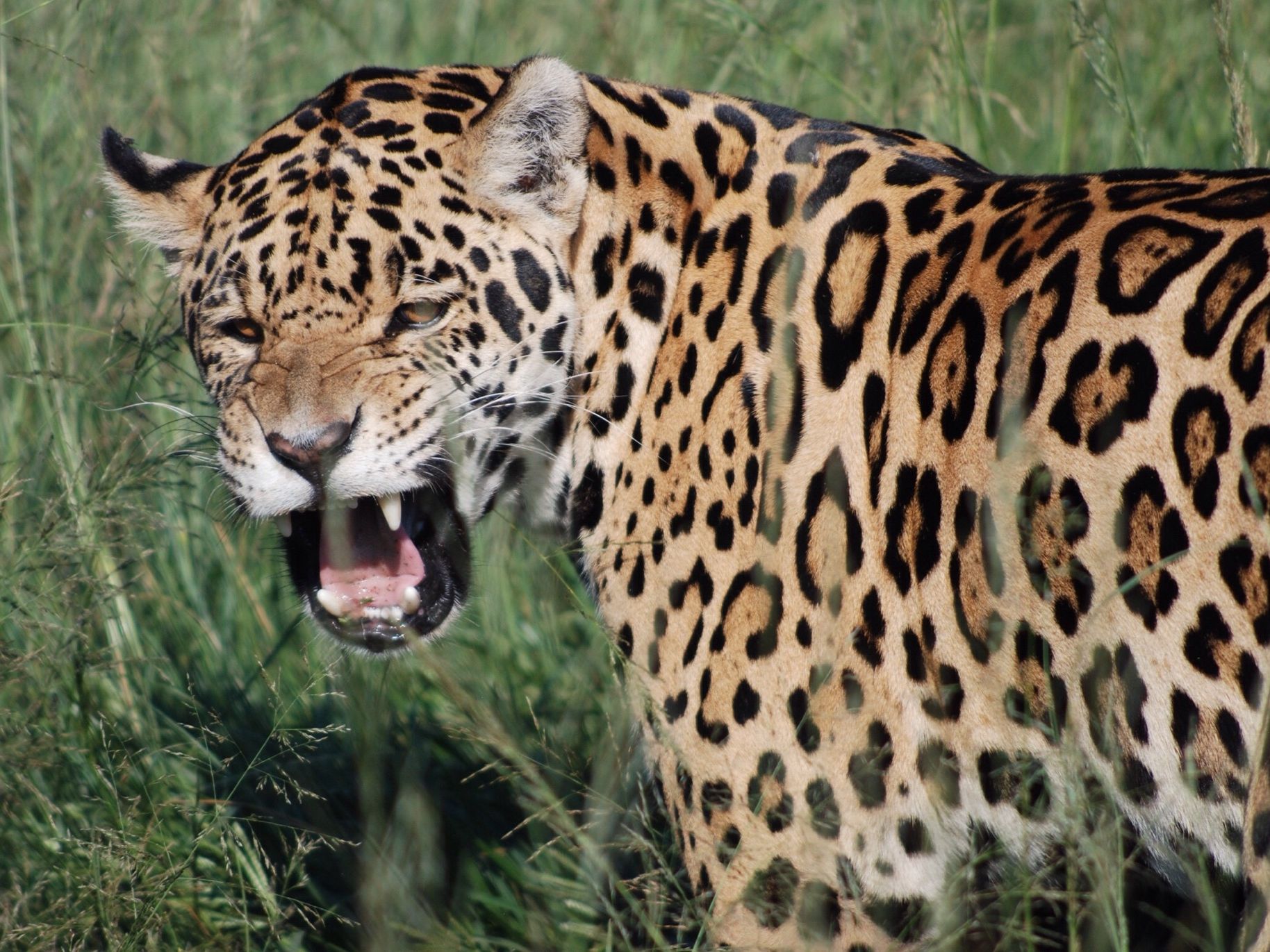 black jaguar animal running