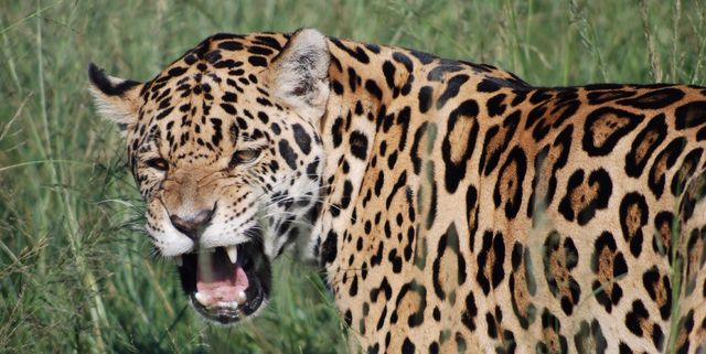Jaguar Roaring While Standing On Grassy Field At Forest