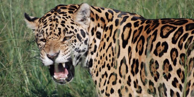 Jaguar Roaring While Standing On Grassy Field At Forest
