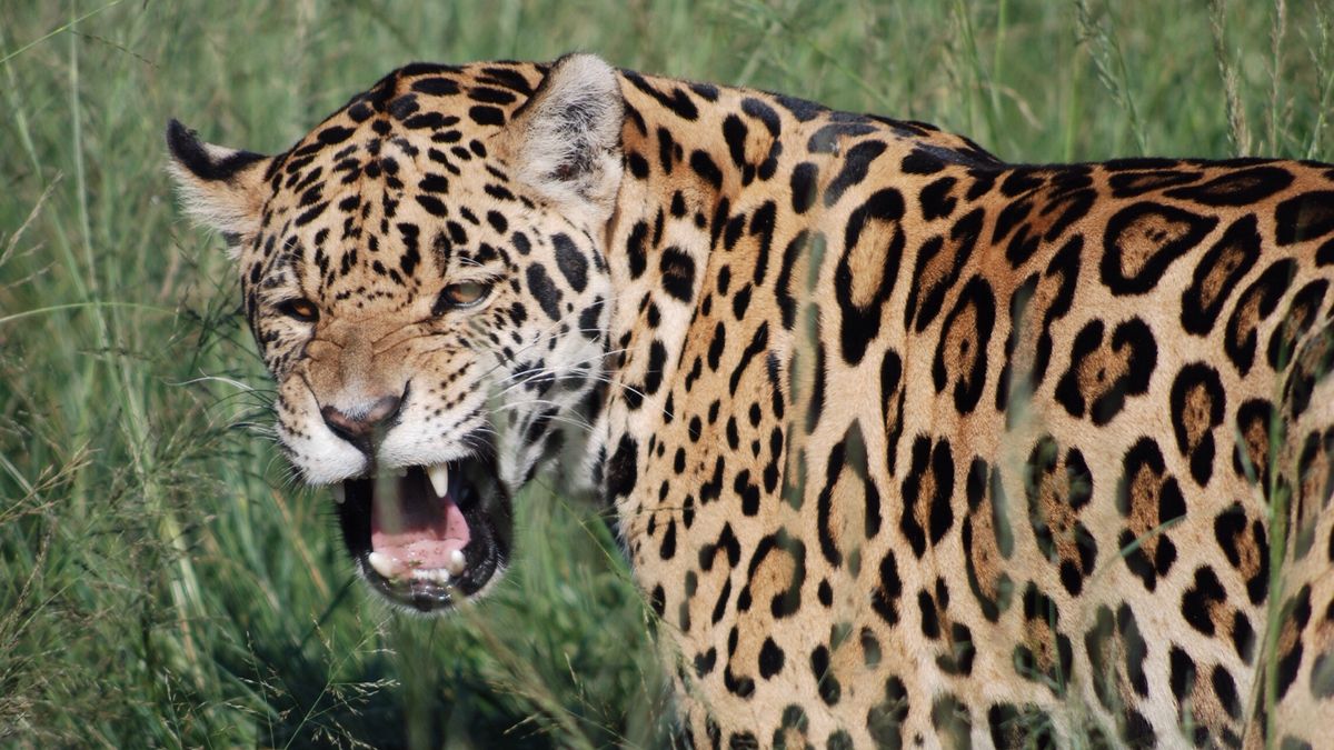 Jaguar Facts  Jaguars vs. Leopards