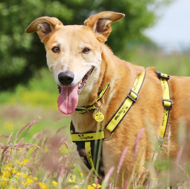 jake at dogs trust leeds