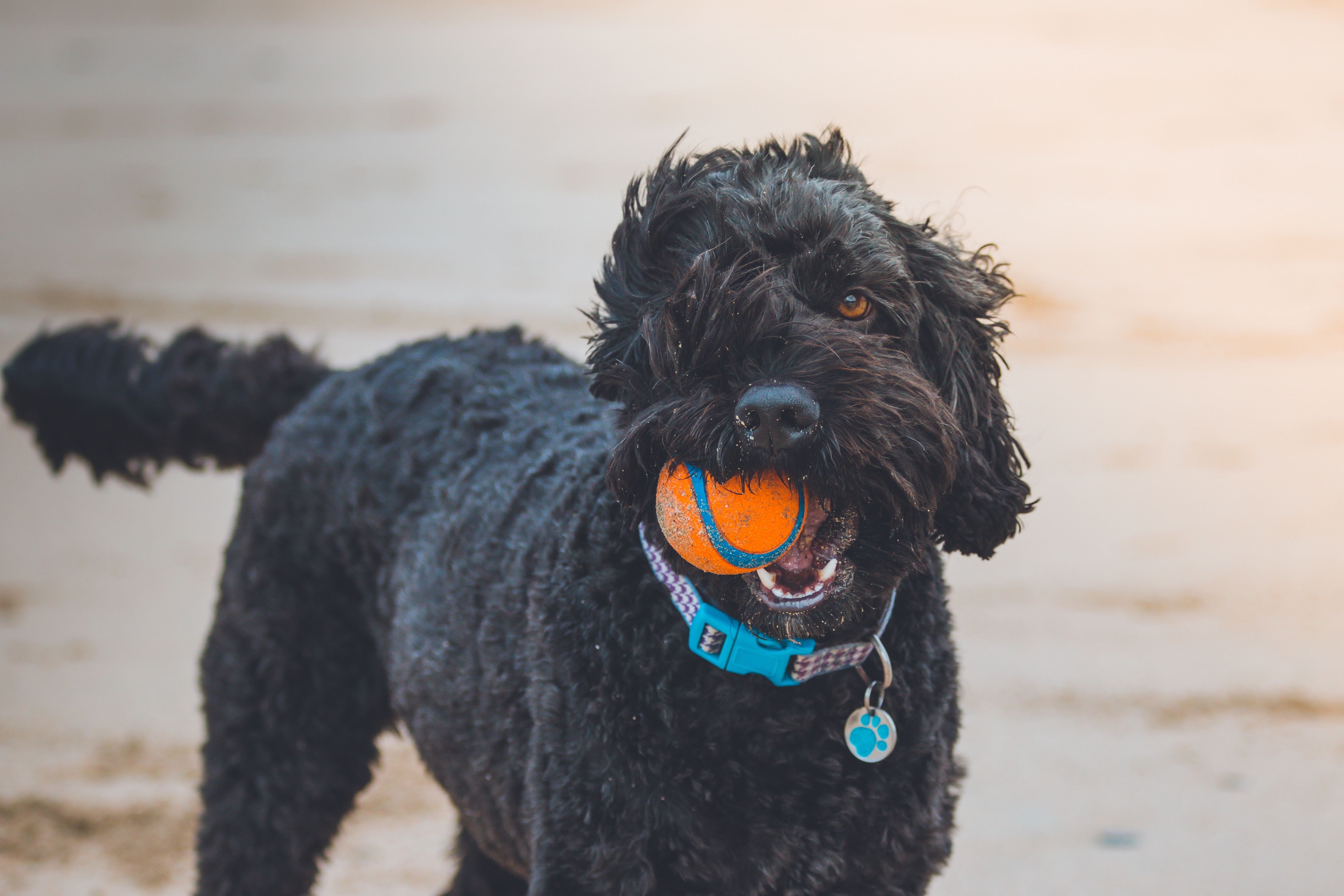 Fare sport con il proprio cane: consigli