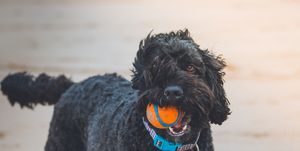 Dog, Vertebrate, Canidae, Dog breed, Mammal, Barbet, Portuguese water dog, Carnivore, Schnoodle, Sporting Group, 